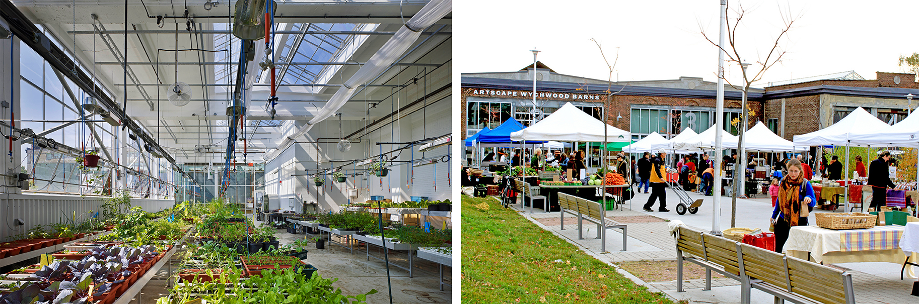 Green produce grows in the greenhouse that is brightly lit with white walls, large windows, and a gabled skylight (left).